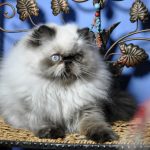 Lilu-female-Persian-cat-puppy-for-sale-1 (2)