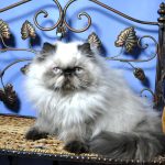 Miroslav Persian