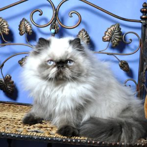 Lilu Persian