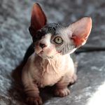 Nelson-male-bambino-kitten-for-sale01