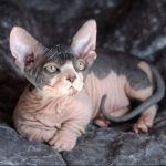 Nelson-male-bambino-kitten-for-sale02