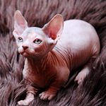 Nevil-male-bambino-kitten-for-sale02