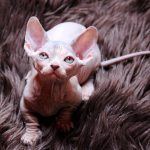 Nevil-male-bambino-kitten-for-sale03