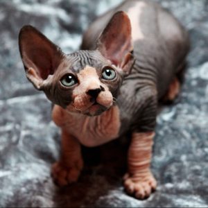 Nic Sphynx