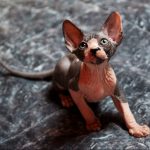 Nic-male-sphynx-kitten-for-sale02