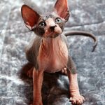 Nic-male-sphynx-kitten-for-sale03