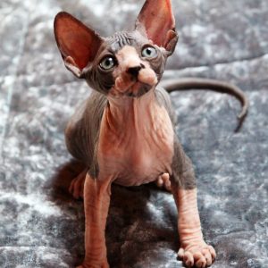Nic Sphynx