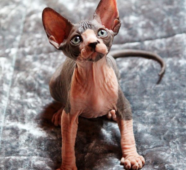 Nic Sphynx