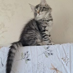 Zuhra Norwegian Forest