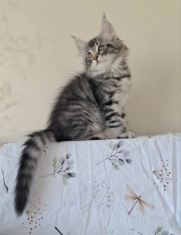 Zuhra Norwegian Forest