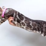 Carat Bengal