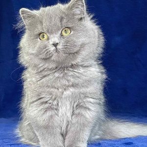 Tina British Longhair