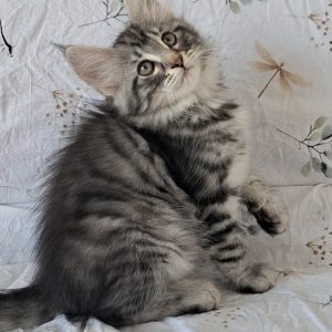 Zuhra Norwegian Forest