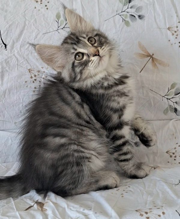 Zuhra Norwegian Forest