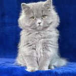 Tutsi British Longhair