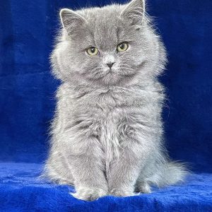 Tina British Longhair