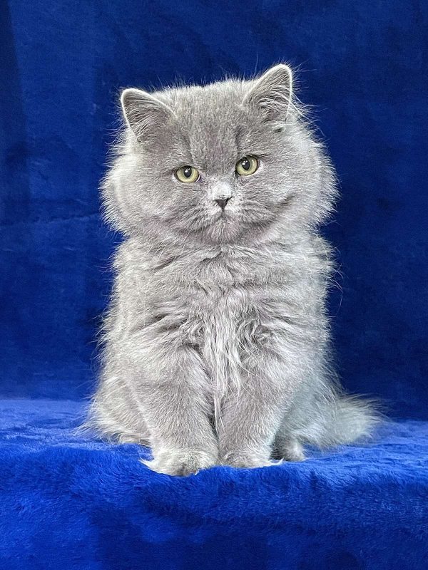 Tina British Longhair