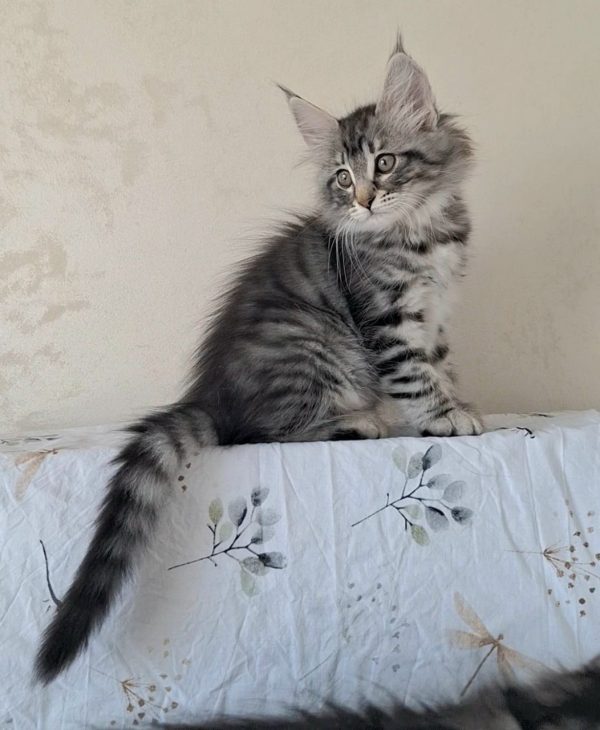 Zuhra Norwegian Forest