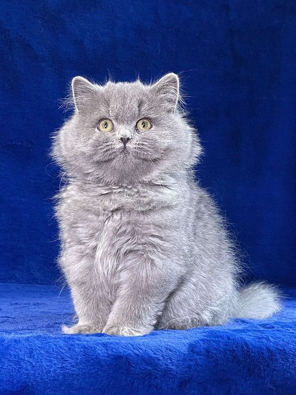 Tina British Longhair