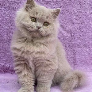 Tutsi British Longhair
