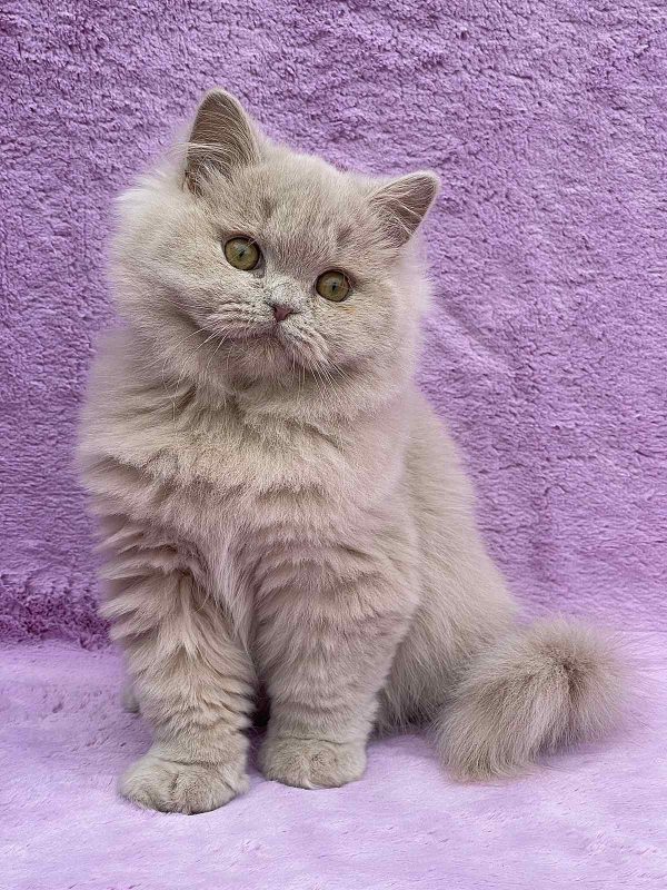 Tutsi British Longhair