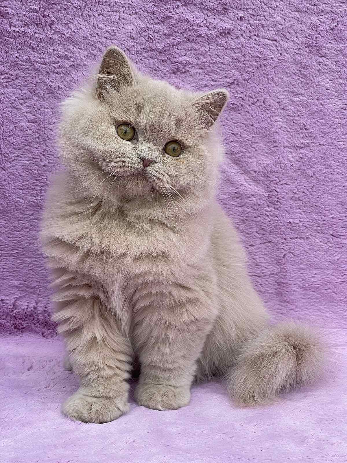 Tutsi British Longhair