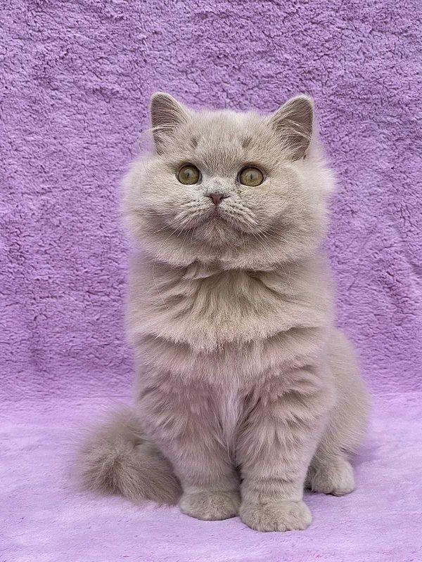 Tutsi British Longhair