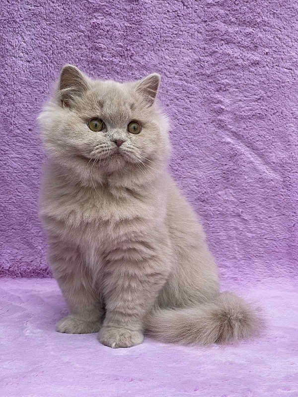 Tutsi British Longhair