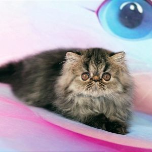 Zita Exotic Shorthair