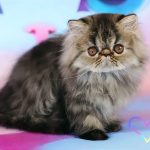 Zefir Exotic Shorthair