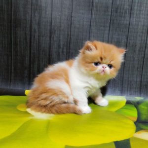 Miroslav Persian