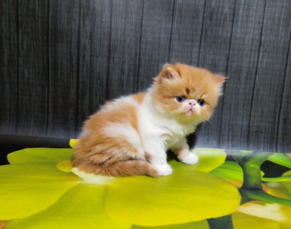 Miroslav Persian