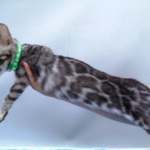 Simba Bengal