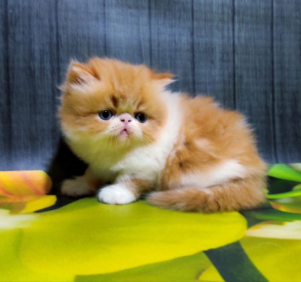 Miroslav Persian