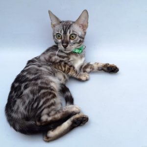 Simba Bengal