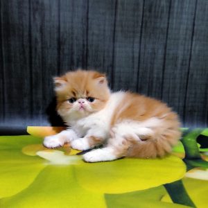 Miroslav Persian