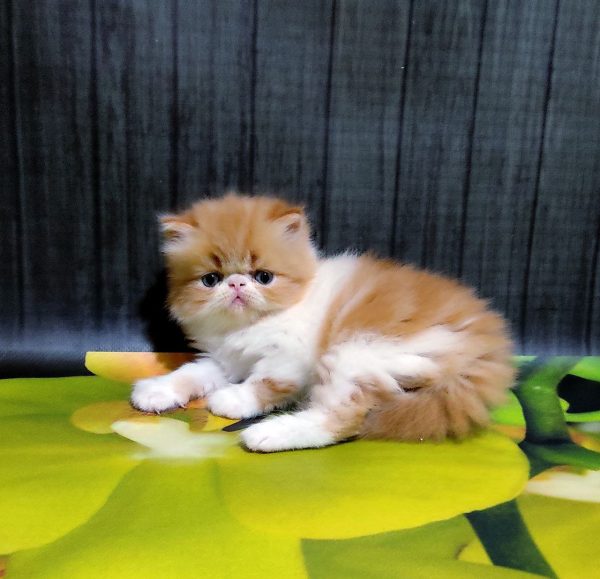 Miroslav Persian