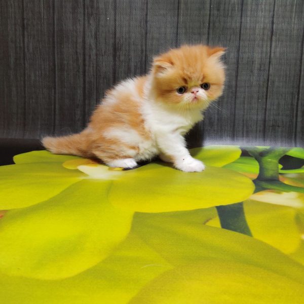 Miroslav Persian