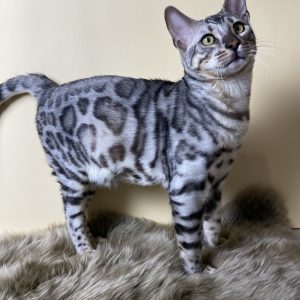 Askold Bengal
