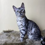 Leon Bengal