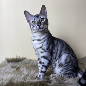Askold Bengal