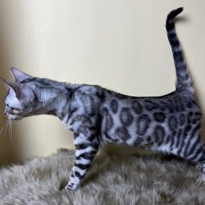 Avgustina Bengal