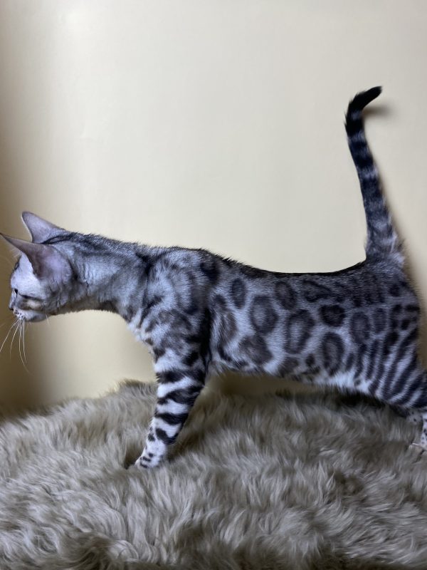 Avgustina Bengal