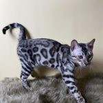 Avgustina-female-bengal-cat-puppy-for-sale-1 (2)