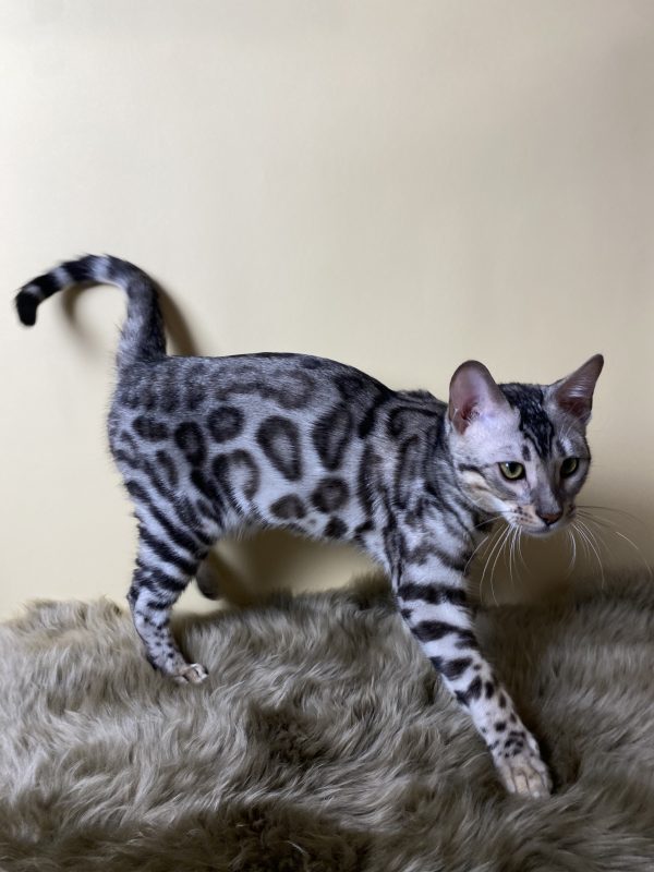 Avgustina Bengal