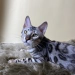 Avgustina-female-bengal-cat-puppy-for-sale-1 (3)