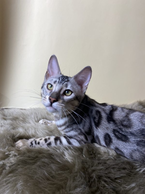 Avgustina Bengal