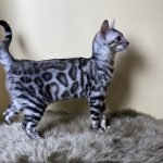 Avgustina-female-bengal-cat-puppy-for-sale-1 (4)