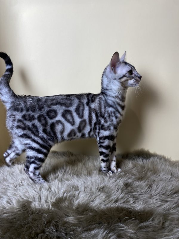 Avgustina Bengal