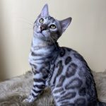 Simba Bengal